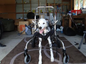 Ollie in mobility cart
