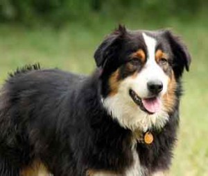 Australian Shepherd