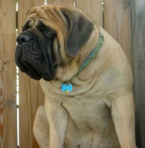 Mastiff