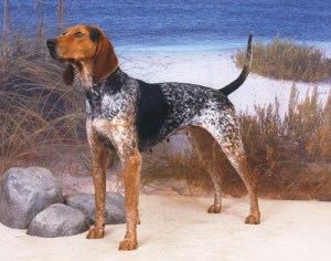 American English Coonhound