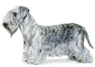 Cesky Terrier