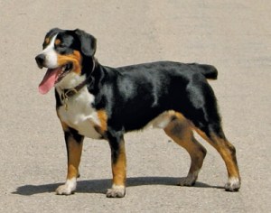 Englebucher Mountain Dog