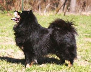 Finnish Lapphund