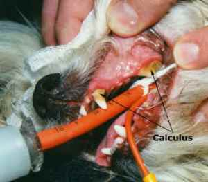 Tartar on dog teeth