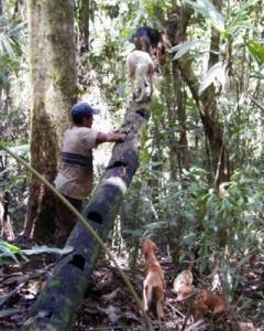 Nicaraguan hunting dogs