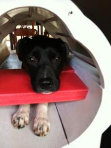 Callie training in scanner