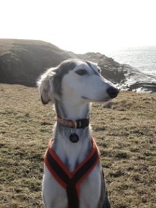 Saluki photo