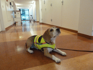 Detector dog on hospital ward