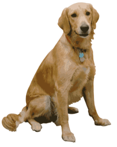 ...and this is a dog.