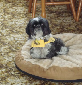Tyra in her yellow Hearing Dogs coat