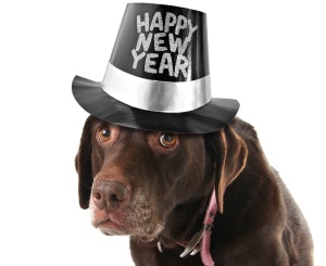New Year Dog