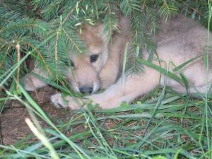 Wolf cub