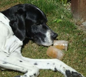 Daisy loves her specially made ice blocks