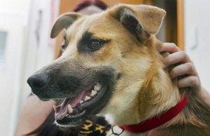 copyright Fairfax NZ