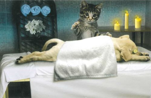 Interesting dog massage