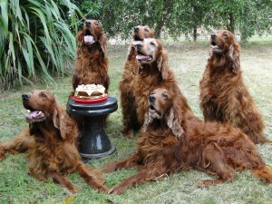 The Irish Setter, pictured here are Daisy Sheridan and family at her birthday in 2010
