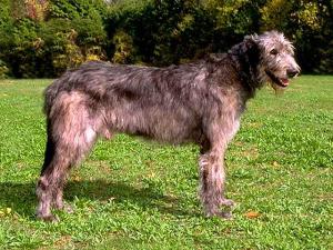The Irish Wolfhound