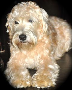 The Soft-coated Wheaten Terrier