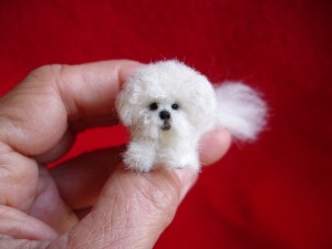 Bichon Frise miniature