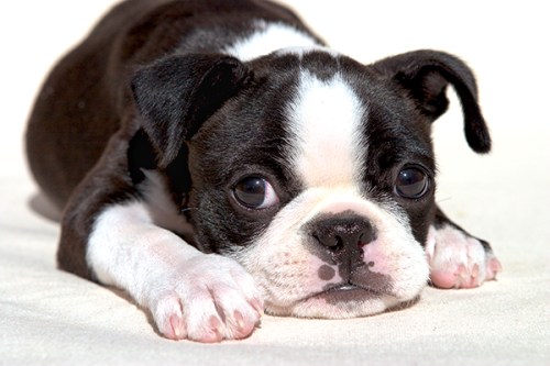 boston-terrier-dogs