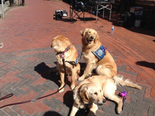 Comfort dogs in Boston