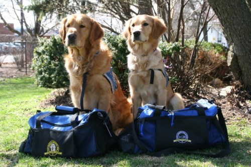 Luther and Ruthie are two comfort dogs provided by Lutheran Church Charities