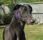 Murray is a Greyhound currently up for adoption through Greyhounds as Pets