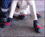 Police dog in boots