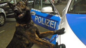 police dog wearing shoes