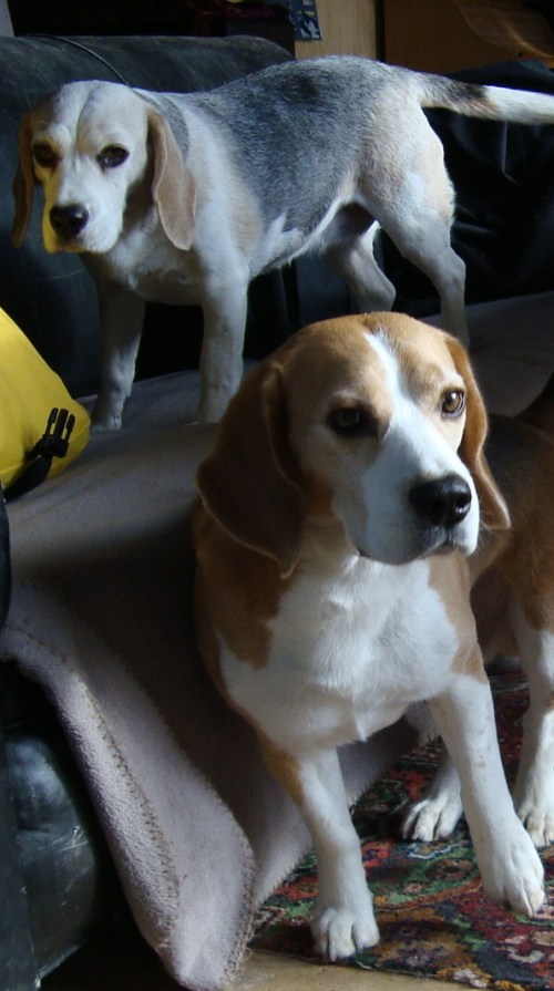 The Regal Beagle 1/3 shot Canadian whiskey 1/3 shot peach schnapps 1/3 shot sweet and sour mix Mix over ice and pour into a shot glass