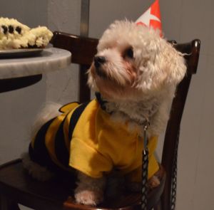 Birthday boy, Dexter