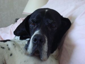 Daisy in bed January 2013