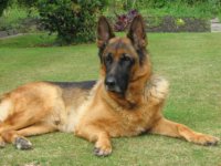 German Shepherd