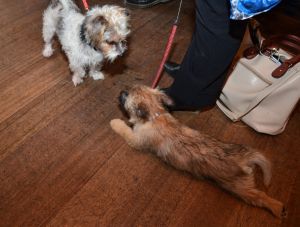 A birthday party is a great place to meet and greet