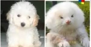 Poodle vs ferret