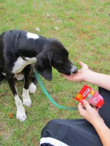 A participant at Excelsior Youth Center in Spokane, Wash., gives treats to a shelter dog from the Spokane Humane Society. A first-of-its-kind study demonstrates how dog-interaction activities improve the mood of teenagers living in residential treatment centers.  Photo courtesy of Washington State University
