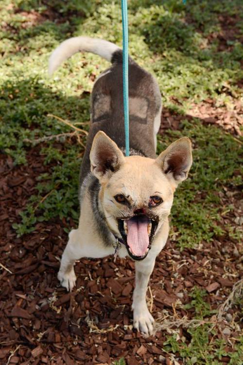 Kabang, ready to go home (Photo by UC Davis)