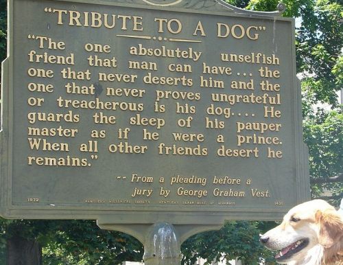 Tribute to a dog