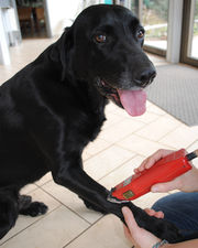 Dog hair is used to diagnose hyperadrenocorticism (Photo: Ouschan/Vetmeduni Vienna)