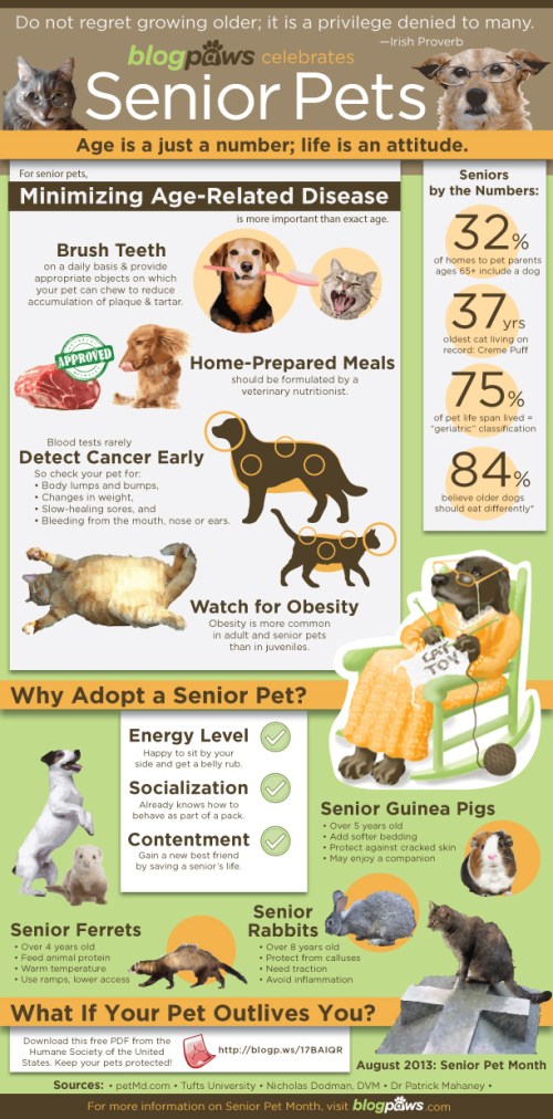 Blog paws seniors