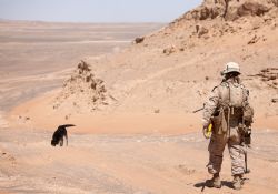 A detection dog in action