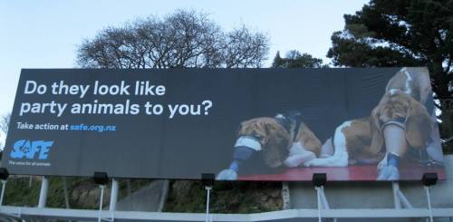 A billboard by SAFE in Wellington