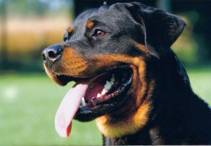 The recent dog attack saw lots of comments about how Rottweilers can't be trusted. Was it the dog or the owners who are to blame?