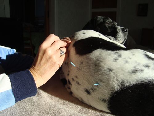 Daisy is happy to lay still while Dr Susanne Anderson places her acupuncture needles