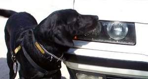 A detector dog in action