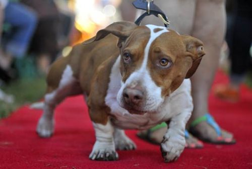 Walle, the World's Ugliest Dog 2013