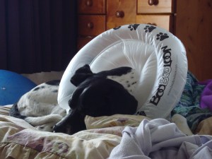 Fast asleep on the bed with the BooBooLoon supporting her neck comfortably