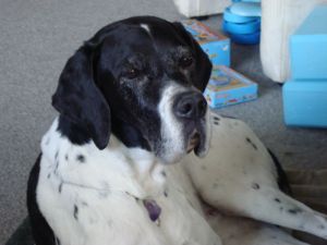 Daisy is very relaxed about having her crystals around her neck.