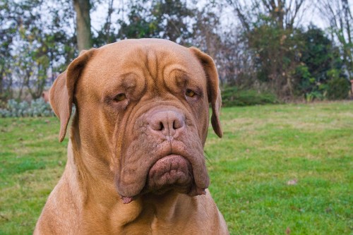dogue de bordeaux photo
