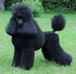 fluffy black poodle